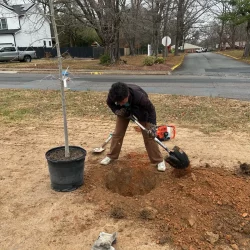 Planting a tree